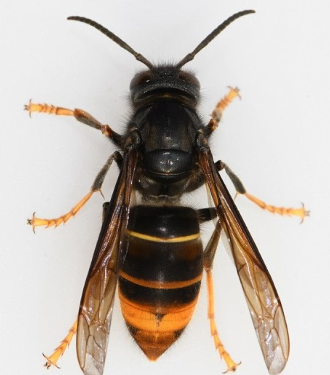 Asiatische Hornisse von oben: fast schwarzer Körper, ein orangegelbes Band am Hinterleib und gelbe Beinenden