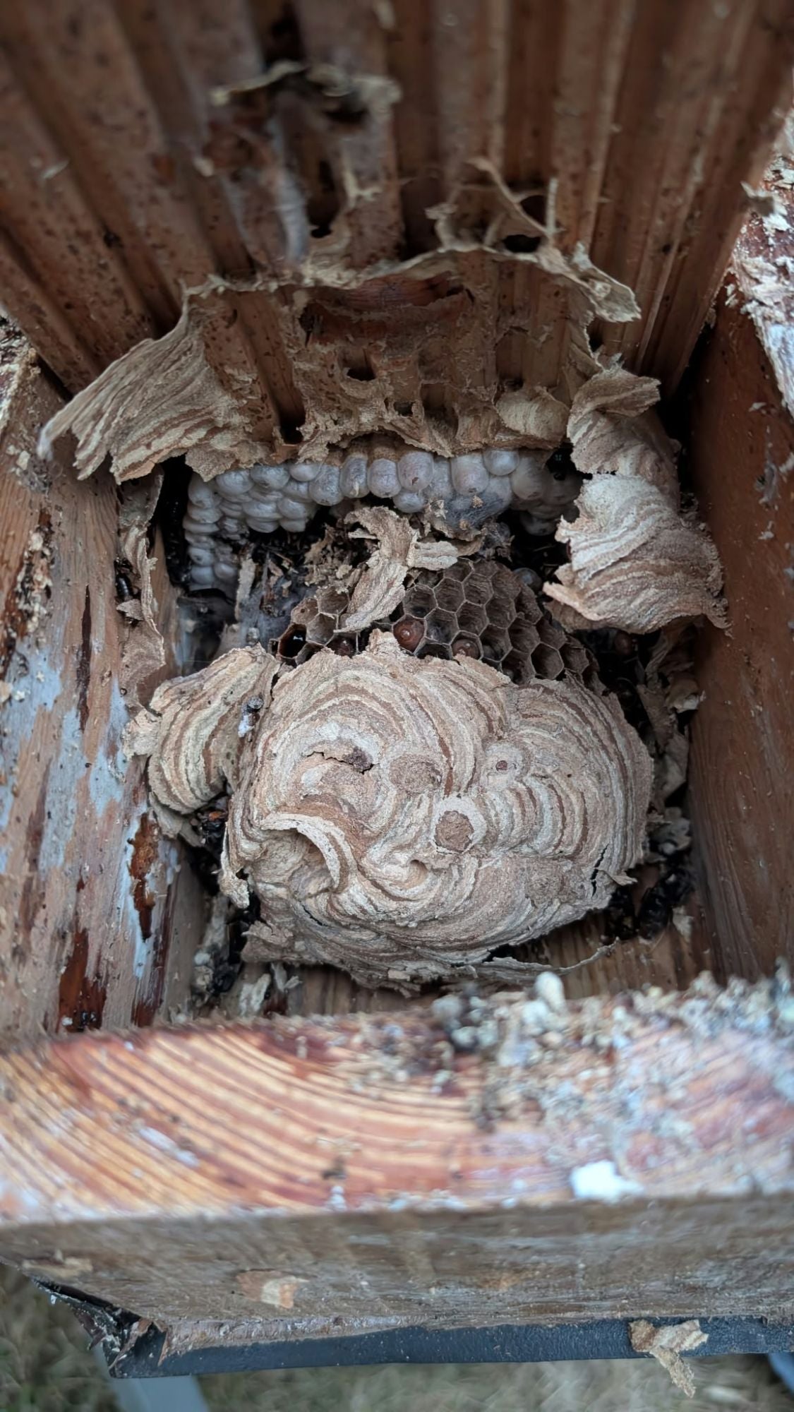 Nest der Asiatischen Hornisse in einem Holzkasten
